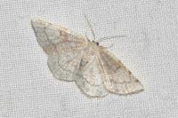 Stegania trimaculata