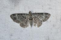 Pasiphila chloerata