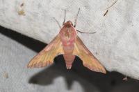 Deilephila porcellus