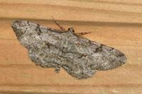 Peribatodes rhomboidaria rhomboidaria