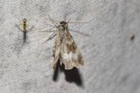 Epirrhoe alternata