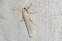 Eilema caniola