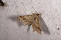 Macaria alternata