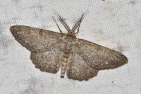 Hypomecis roboraria
