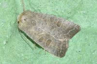 Hoplodrina