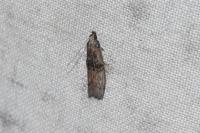 Nephopterix angustella