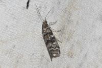 Dioryctria abietella