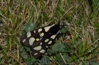 Arctia villica