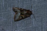 Oligia
