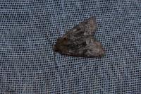 Oligia