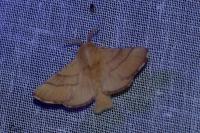 Malacosoma neustria