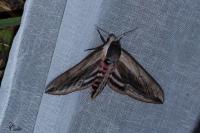 Sphinx ligustri