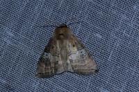 Tethea ocularis
