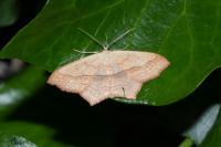 Scopula imitaria