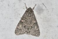 Acronicta megacephala