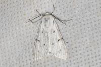 Acronicta leporina