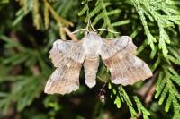 Laothoe populi