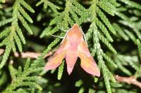 Deilephila porcellus