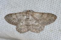 Hypomecis punctinalis