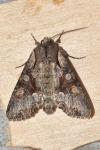Lacanobia w-latinum