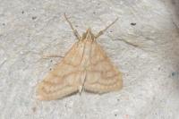 Paracorsia repandalis