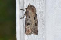 Agrotis exclamationis exclamationis