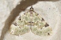 Colostygia pectinataria