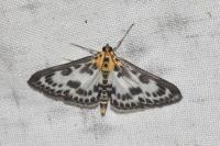 Anania hortulata