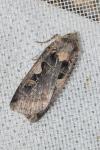 Xestia c-nigrum