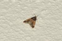 Pyralis farinalis