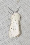 Spilosoma lubricipeda