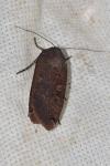 Noctua pronuba
