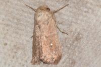 Mythimna albipuncta