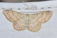 Idaea aversata