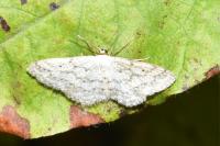 Idaea seriata