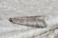 Ephestia