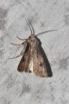 Agrotis puta