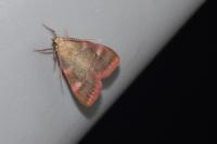 Hypsopygia costalis