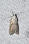 Aphomia sociella