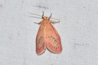 Miltochrista miniata