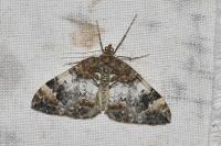 Dysstroma truncata
