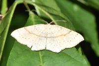 Cyclophora punctaria
