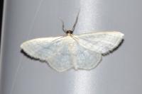 Idaea subsericeata