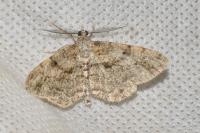 Peribatodes rhomboidaria rhomboidaria