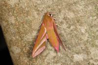 Deilephila elpenor