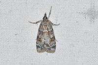 Scoparia