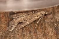 Schrankia costaestrigalis