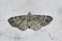 Pasiphila rectangulata