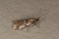 Alophia combustella