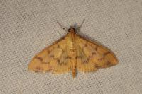 Patania balteata